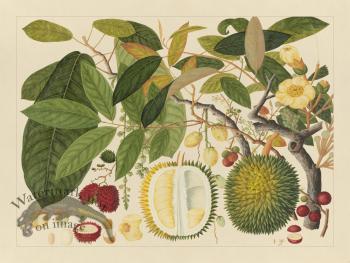 Andalas Botanicals 11
